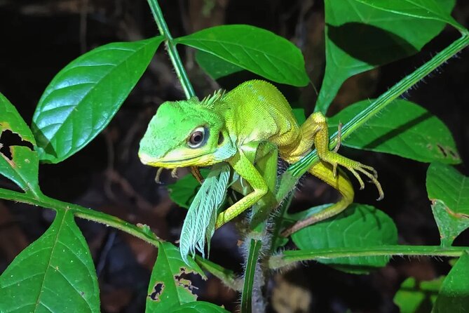 Night Froggy Adventure at Kubah National Park - Why Kubah National Park works so well after dark