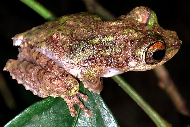 Night Froggy Adventure at Kubah National Park - The 3-kilometre walk to Frog Pond