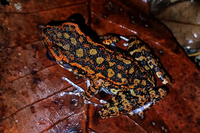 Night Froggy Adventure at Kubah National Park - From Kuching to the park at 5:30 pm