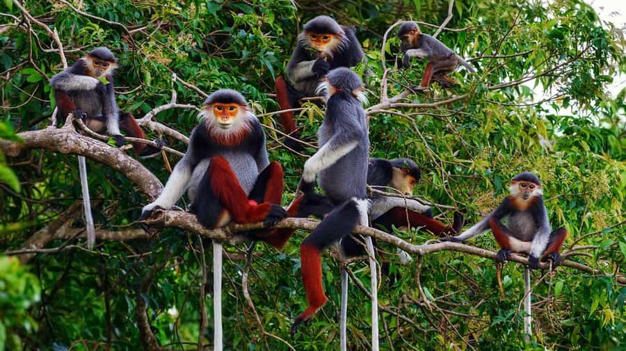 Ninh Binh: Cuc Phuong National Park 1 Day Small Group - Key points at a glance