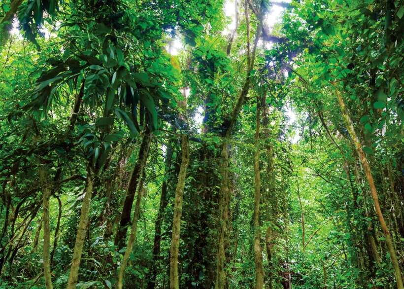 Ninh Binh: Cuc Phuong National Park Day Trip with Lunch - Choosing between mountain paths and flatter trails