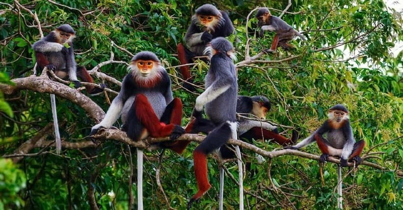 Ninh Binh : Cuc Phuong National Park One Day Group Tour - Key points to know before booking