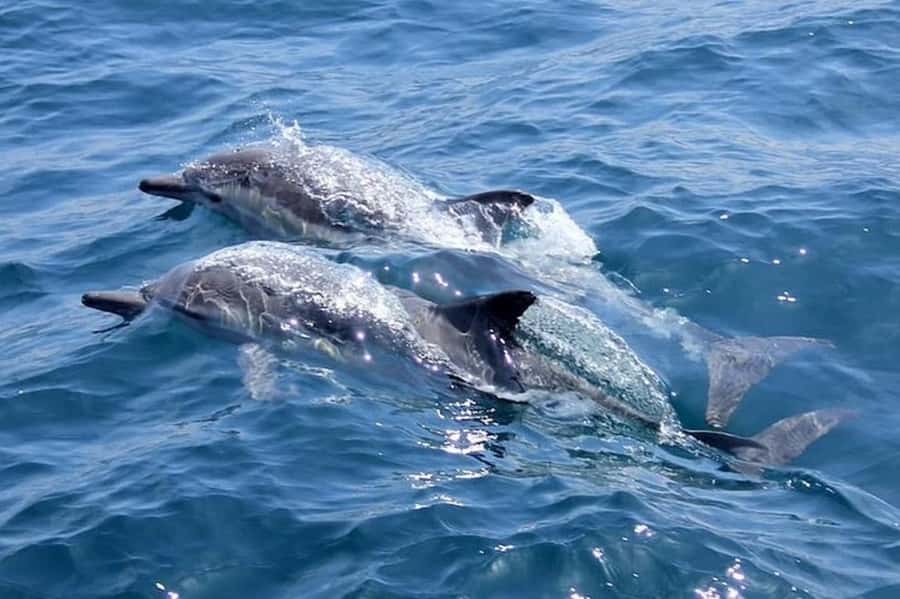 Noosa: National Park and Dolphin Watching Safari - Meeting at the Big Pelican for a 90-minute safari
