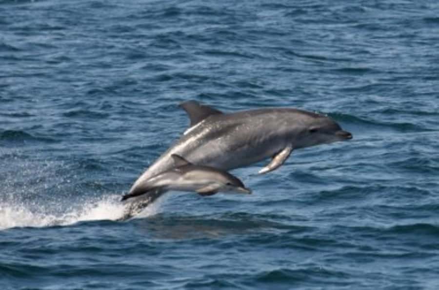 Noosa: National Park and Dolphin Watching Safari - Peppi and Alby bring the science into focus