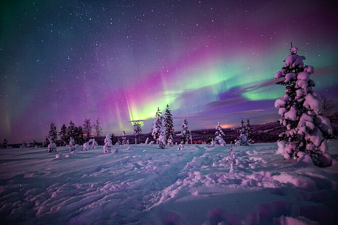 Northern Lights Wilderness Small-Group Tour from Rovaniemi - Should you book the Northern Lights Wilderness Tour?