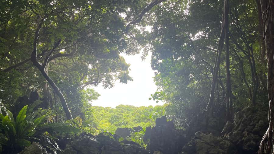 Okinawa: Full-Day Bus Tour to Yanbaru National Park - The Okinawa Rail Ecology Center adds local wildlife context