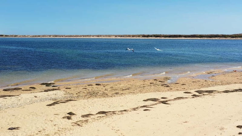 Olhão: Ria Formosa National Park and Islands Boat Cruise - Shared Cruise or Private Boat?
