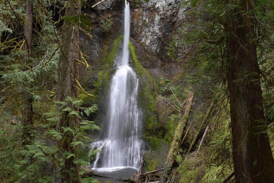 Olympic National Park: Half-Day Tour - Is $110 a good value?