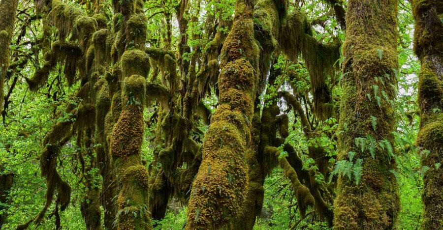 Olympic National Park: Hoh Rain Forest and Rialto Beach Tour - Key points to know before booking