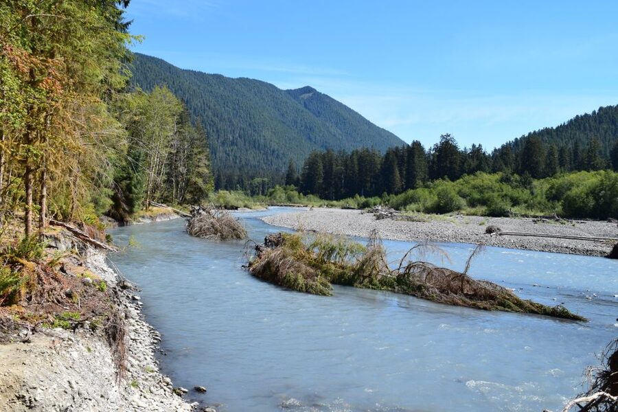 Olympic National Park: Hoh Rain Forest and Rialto Beach Tour - The Forks stop, and why lunch planning matters