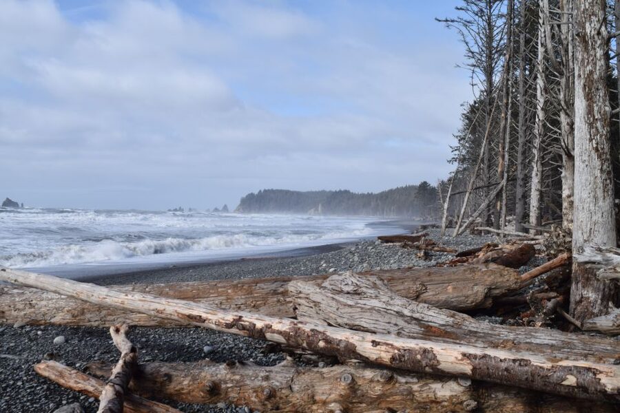 Olympic National Park: Hoh Rain Forest and Rialto Beach Tour - What the guides add to the day