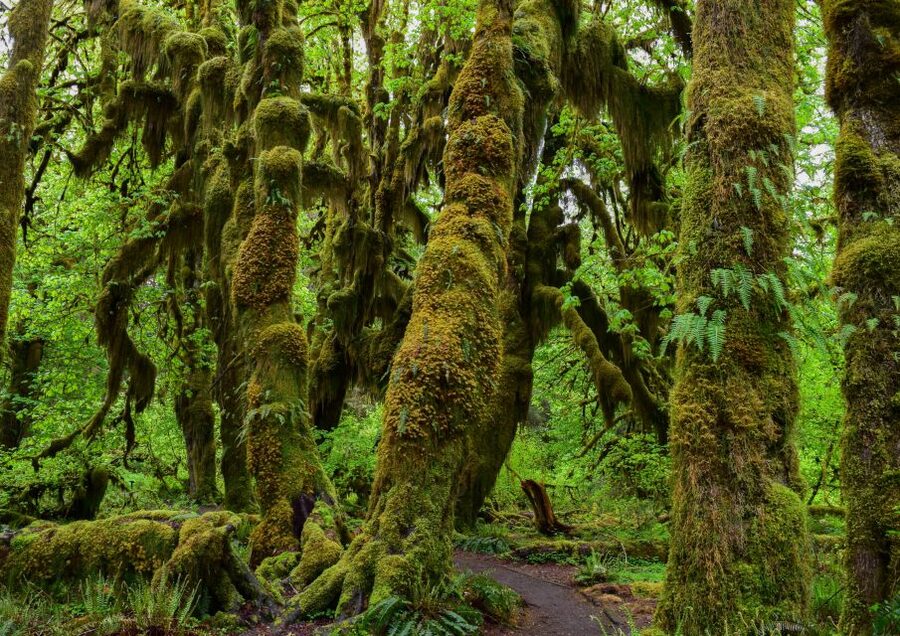 Olympic National Park: Hoh Rain Forest and Rialto Beach Tour - Should you book it?