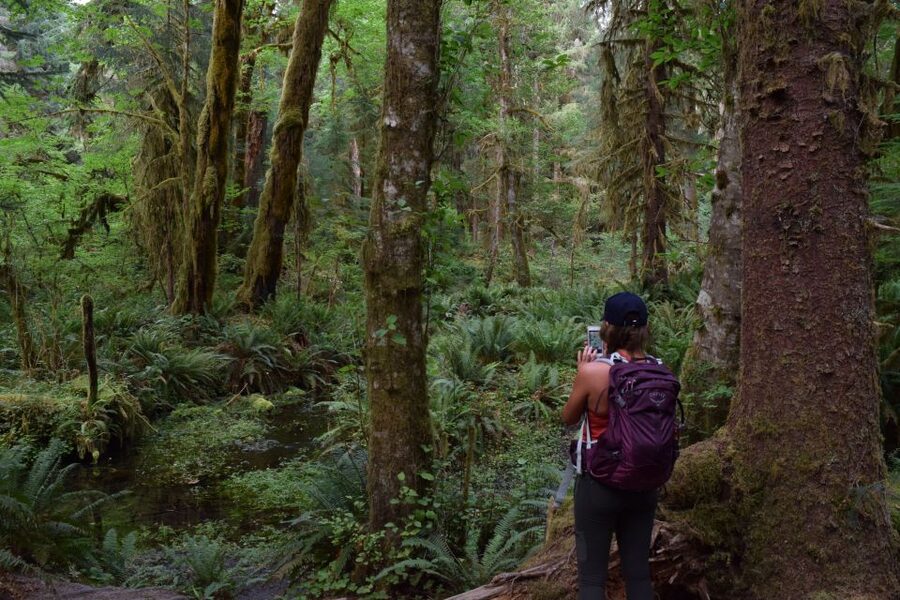 Olympic National Park: Hoh Rain Forest and Rialto Beach Tour - Two hours beneath moss-covered giants