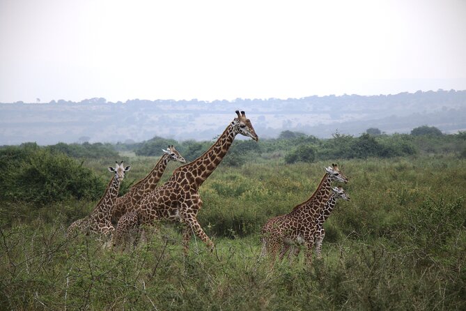 One-day Akagera National Park Game Drive with a Choice 4x4 - Why Akagera makes this a worthwhile Kigali day trip