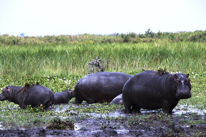 One-day Akagera National Park Game Drive with a Choice 4x4 - What you might see in the park