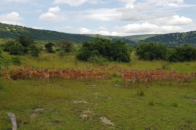 One-day Akagera National Park Game Drive with a Choice 4x4 - Choosing the right vehicle for a rough day