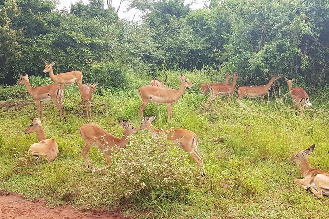 One-day Akagera National Park Game Drive with a Choice 4x4 - Is $205 good value for one day?