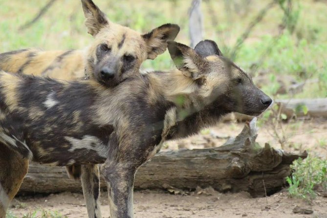 Open Vehical Safari in Kruger National Park Half Day - What Your Guide Adds to the Drive