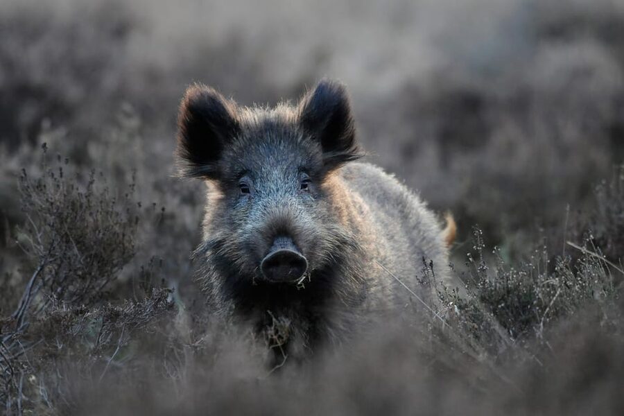 Otterlo: De Hoge Veluwe National Park Entry Ticket - Why De Hoge Veluwe makes a good day trip