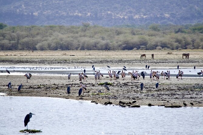 Outstanding day trip to Tarangire National Park - Birdwatching around Tarangire’s swamps