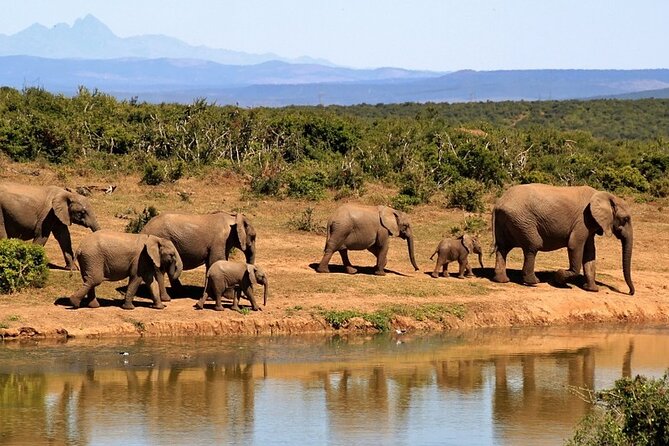 Outstanding day trip to Tarangire National Park - What is included for the $295 price