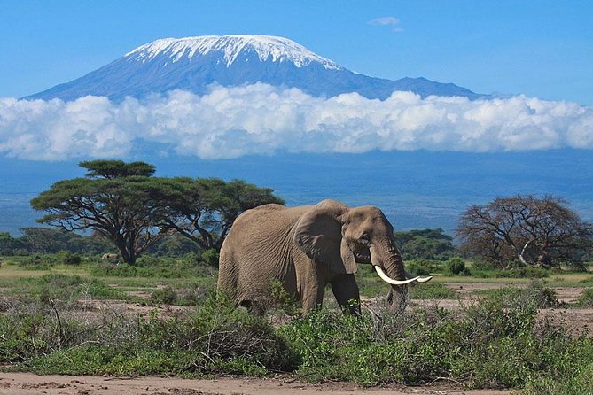 Overnight Amboseli National Park Safari from Nairobi - The afternoon drive: elephants and Kilimanjaro