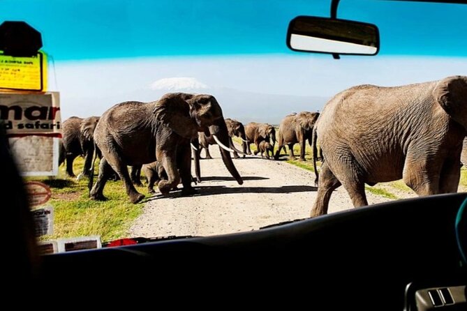 Overnight Amboseli National Park Safari from Nairobi - Lunch and arrival at Amboseli National Park