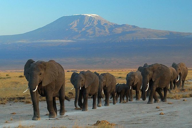 Overnight Safari to Amboseli National Park - Key points at a glance