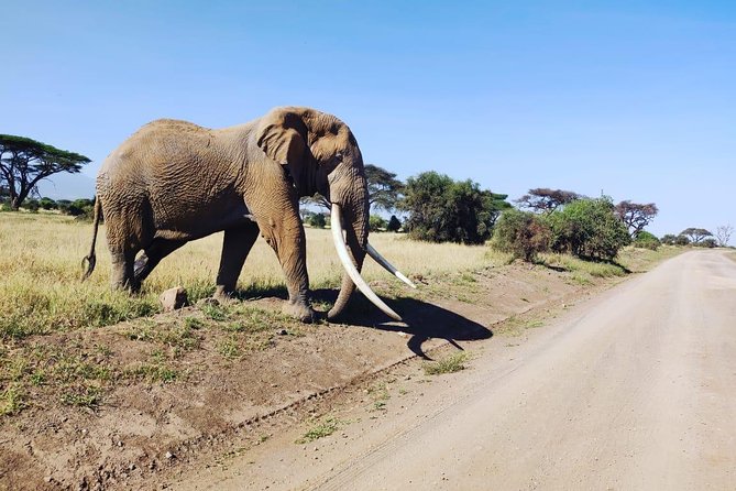 Overnight Safari to Amboseli National Park - Mount Kilimanjaro: why the early start matters