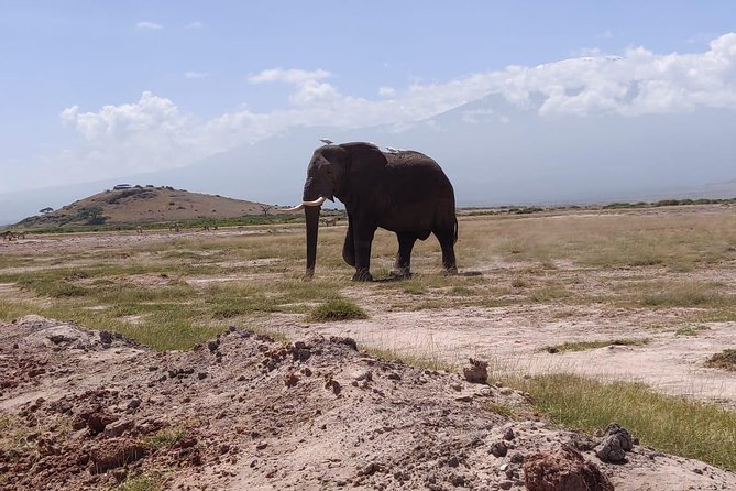 Overnight Safari to Amboseli National Park - Day two: an early game drive and lunch at Oltukai Lodge