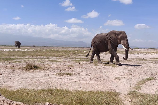 Overnight Safari to Amboseli National Park - The guides make the difference