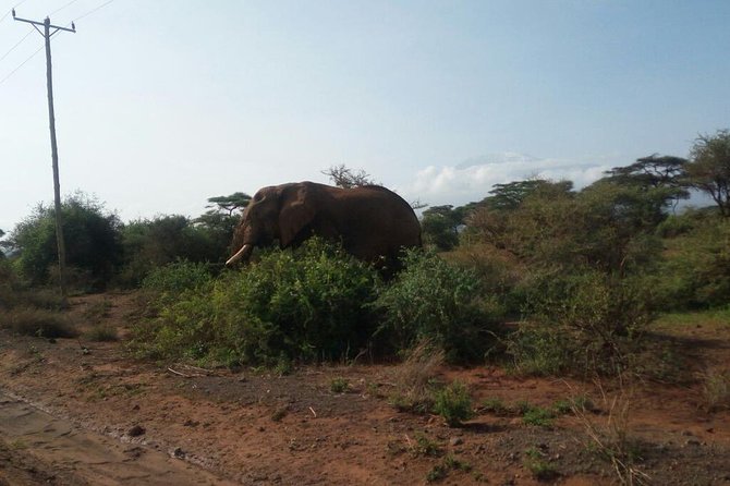 Overnight Safari to Amboseli National Park - Day one: lunch, rest, and the afternoon game drive