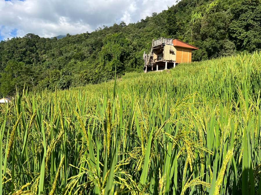 Pa Pong Piang Rice Terraces & Doi Inthanon National Park - Wachiratharn Waterfall gives the day a change of pace