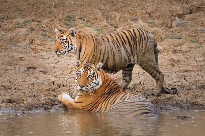 Panna National Park and Tiger Reserve Jeep Safari from Khajuraho - Key points at a glance