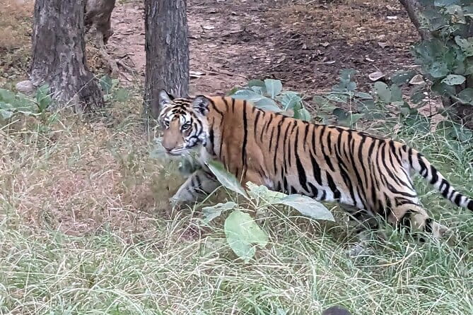 Panna National Park and Tiger Reserve Jeep Safari from Khajuraho - Why Panna works so well with Khajuraho