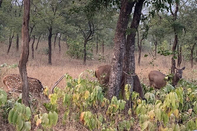Panna National Park and Tiger Reserve Jeep Safari from Khajuraho - The wildlife you may see