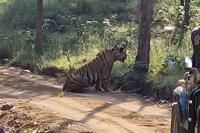 Panna National Park and Tiger Reserve Jeep Safari from Khajuraho - What happens at the Panna entrance