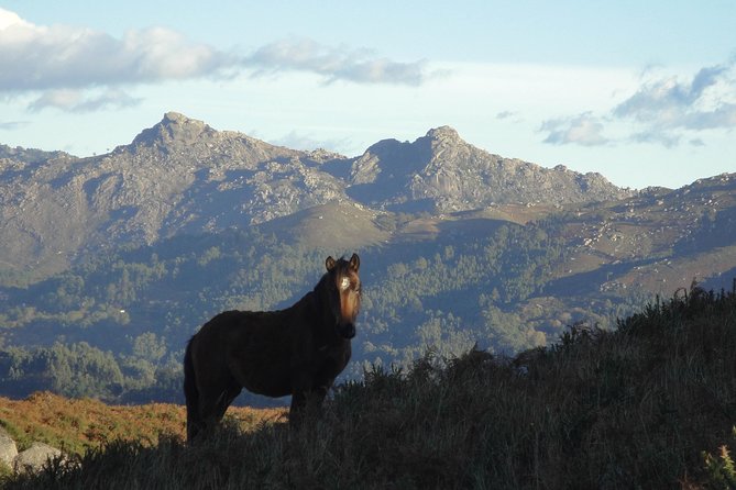 Peneda-Gerês National Park - A Time Travel Through The Mountains - - Petroglyphs carved across thousands of years