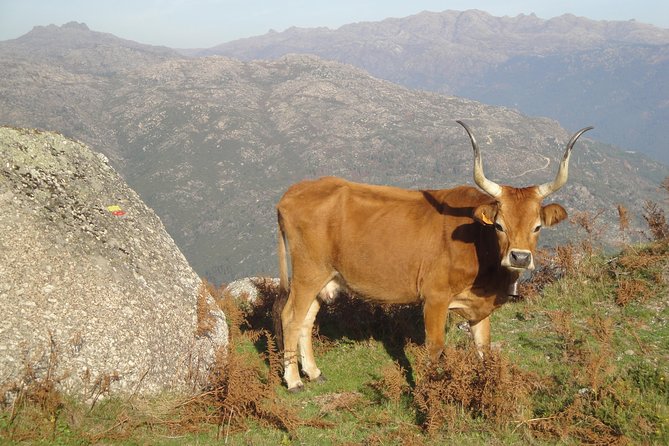 Peneda-Gerês National Park - Nature & Tastings - - Minho lunch in a local restaurant