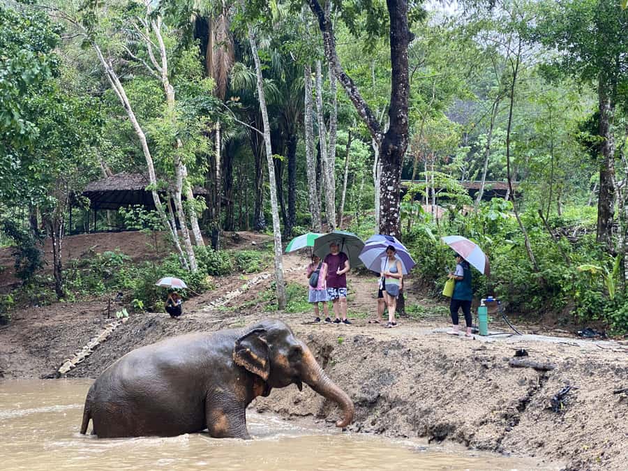 Phuket: Elephant Nature Reserve Entry Ticket and Guided Tour - What makes this elephant visit different