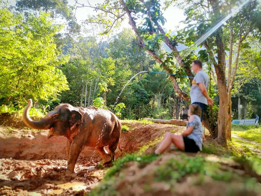 Phuket: Elephant Nature Reserve Entry Ticket and Guided Tour - Arriving at Phuket Elephant Nature Reserve