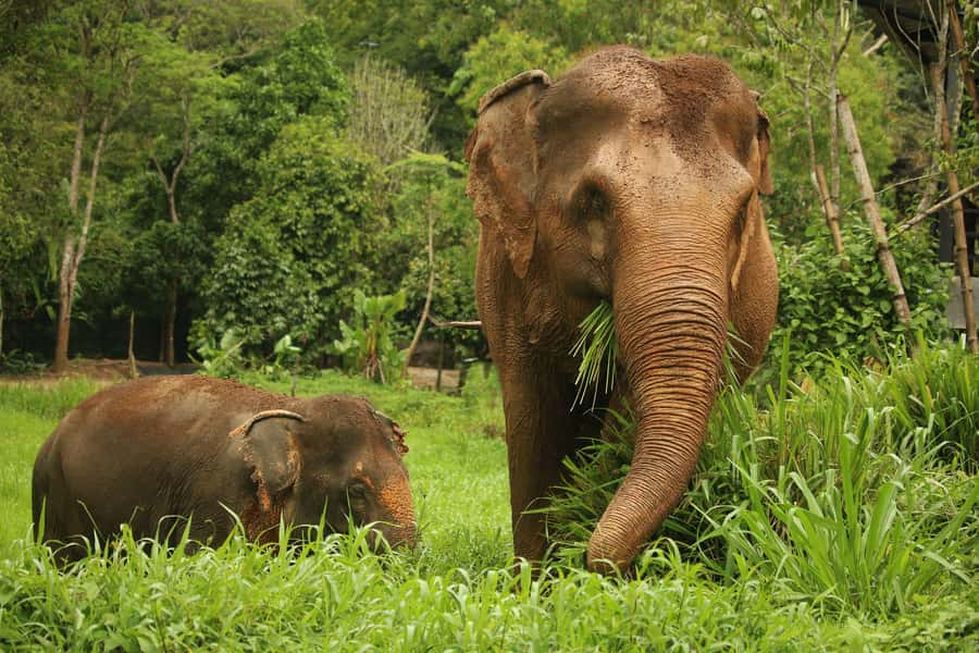 Phuket: Elephant Nature Reserve Entry Ticket and Guided Tour - Preparing food instead of performing tricks