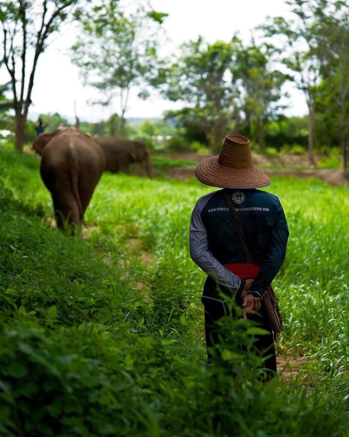 Phuket: Elephant Nature Reserve Entry Ticket and Guided Tour - Watching elephants in a calm setting