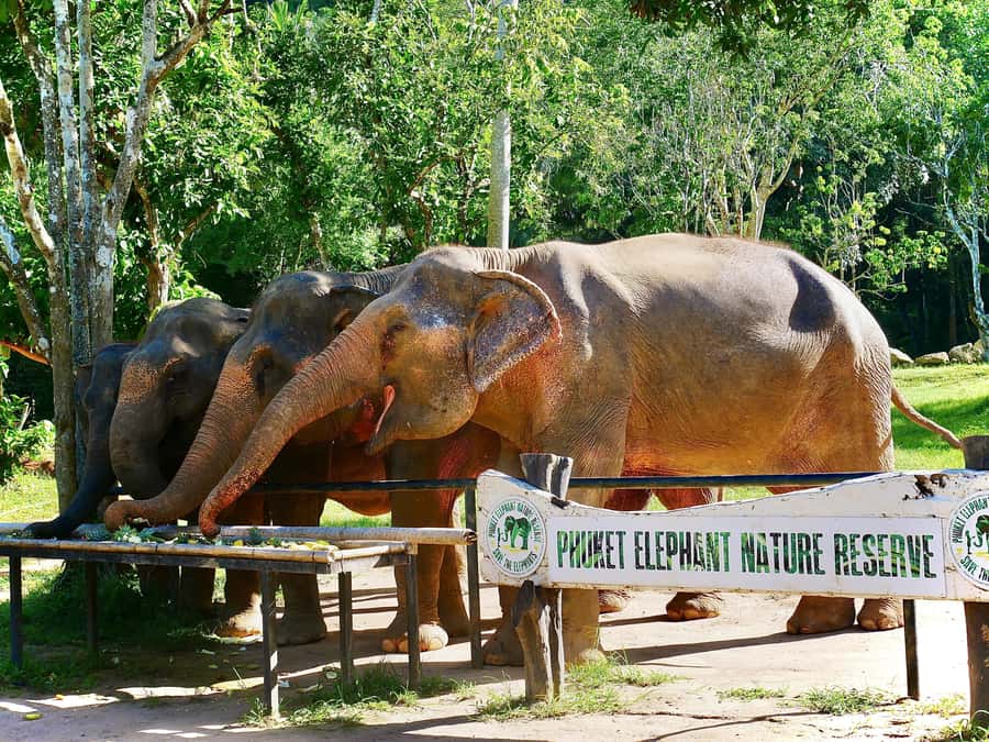 Phuket: Elephant Nature Reserve Entry Ticket and Guided Tour - Why the no-touch rule matters
