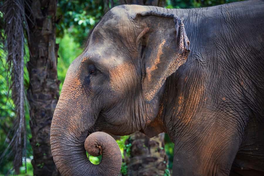 Phuket: Elephant Nature Reserve Entry Ticket and Guided Tour - Is 90 minutes long enough?