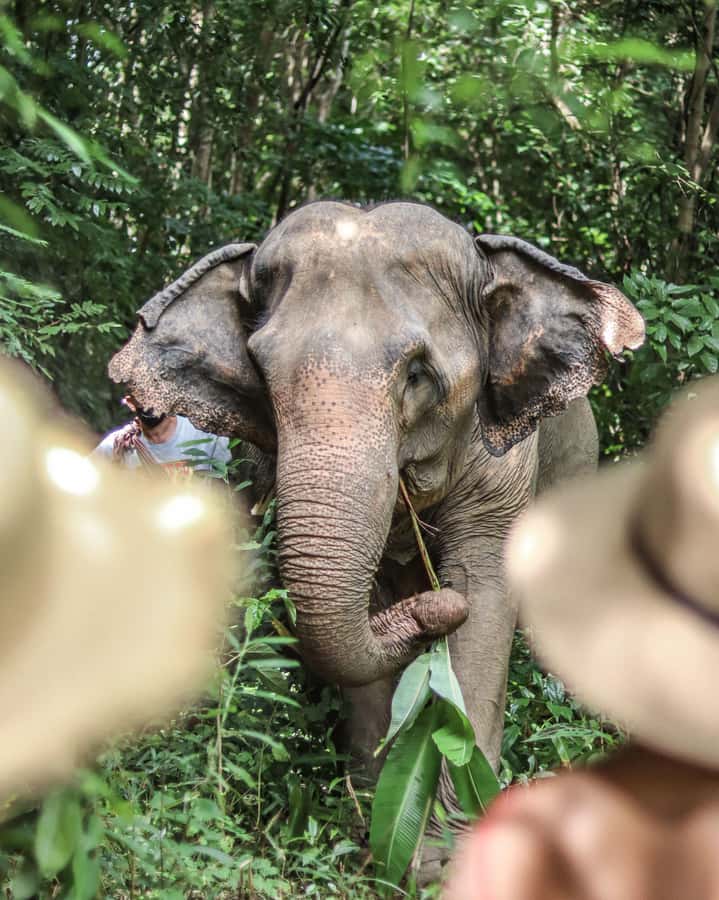 Phuket: Elephant Nature Reserve Entry Ticket and Guided Tour - Who will enjoy this experience most?