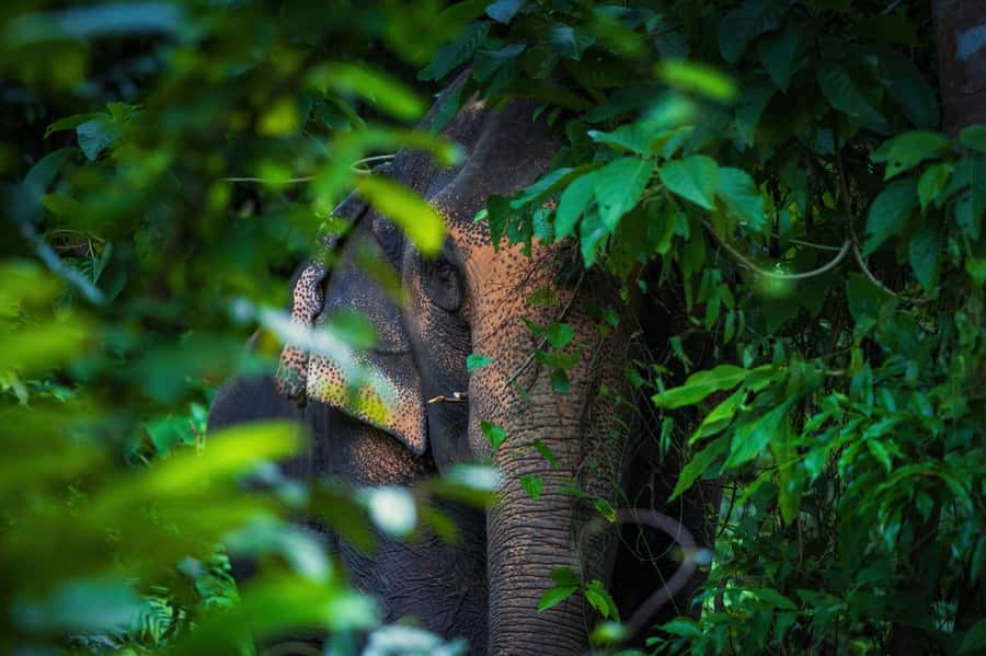 Phuket: Elephant Nature Reserve Entry Ticket and Guided Tour - Booking value and practical details