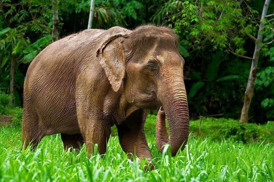 Phuket: Elephant Nature Reserve Entry Ticket and Guided Tour - The briefing explains the rules