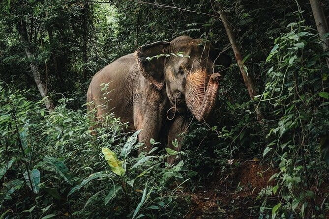 Phuket Elephant Nature Reserve Ethical Sanctuary - An elephant visit built around watching, not performing
