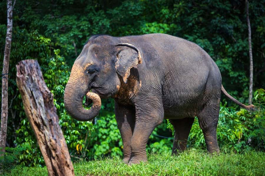 Phuket Elephant Nature Reserve - Half Day Elephant Adventure - Thai cooking in an open-air kitchen